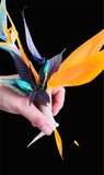 Birds of Paradise Boutonnières